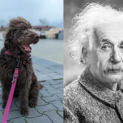 Galerie-Bild von ChocoDoodle in Niedersachsen, mit Eindrücken unserer Labradoodle (Labrador x Pudel)-Zucht.