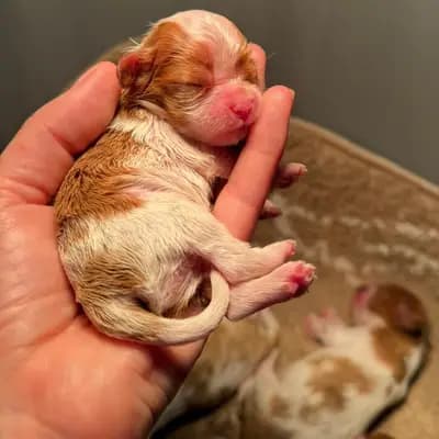 Foto von Bienchen, einem Cavalier King Charles Spaniel-Welpe in Rheinland-Pfalz.