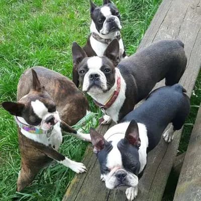 Galerie-Bild von Beutler's Boston Terrier in Hessen, mit Eindrücken unserer Boston Terrier-Zucht.