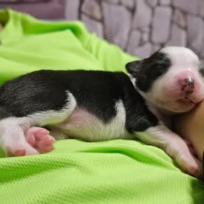 Show-me – Border Collie Welpe, Oberösterreich, 由...饲养 RedRockDragon Border Collies