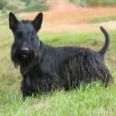 Foto der Rasse Scottish Terrier