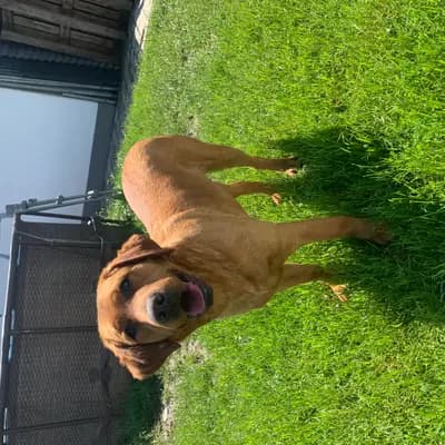 Galerie-Bild von Dieters Hundezucht  in Nordrhein-Westfalen, mit Eindrücken unserer Appenzeller Sennenhund-Zucht.