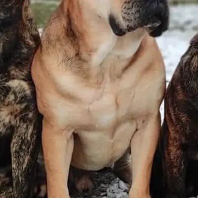 Foto von Gordon, einem Perro Dogo Mallorquin (Mallorca-Dogge)-Elternhund in Brandenburg.