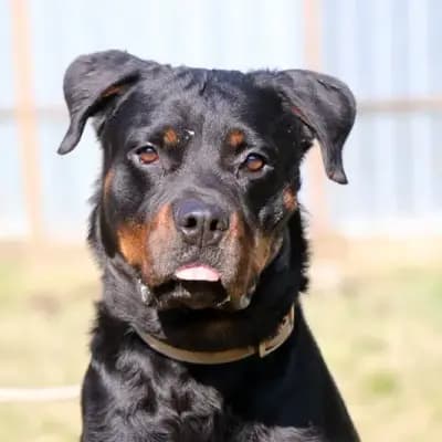 Rico