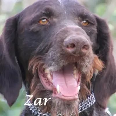 Zar
