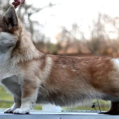 Galerie-Bild von Kennel Von Pfotenstolz in Schleswig-Holstein, mit Eindrücken unserer Welsh Corgi Pembroke-Zucht.