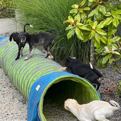 Bild aus Del'Neshin in Nordrhein-Westfalen, wo unsere Saluki-Hunde in einer liebevollen Umgebung aufwachsen.