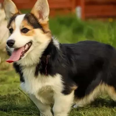Galerie-Bild von Little Kings & Queens  in Mecklenburg-Vorpommern, mit Eindrücken unserer Welsh Corgi Pembroke-Zucht.