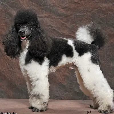 D-Wurf – 贵宾犬 Wurf, Niedersachsen, 由...饲养 Pudelzucht SIMPLY-FANTASTIC