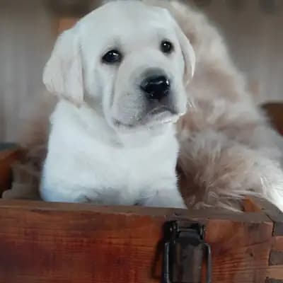 Weiße typvolle Labrador Retriever Welpen mit Ahnentafel v. Multichampion – Labrador Retriever Welpe, Schleswig-Holstein, 由...饲养 Von Lunasee 