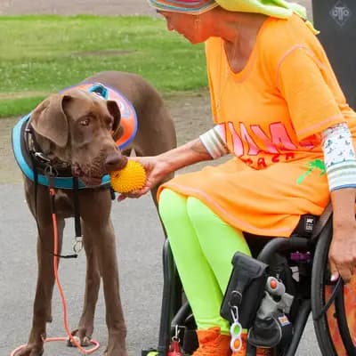 Ein Blick in die Vergangenheit: Diese Deutsche Dogge-Welpen aus Deutsche Doggen von AmasuDiamonds  i
