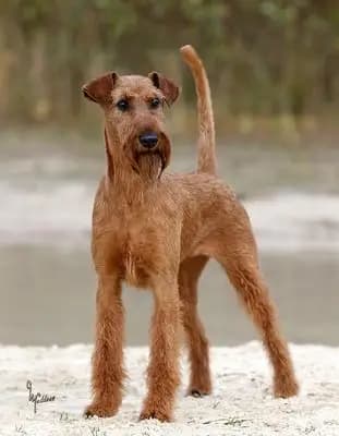 Galerie-Bild von Cú Chulainn's Irish Terrier in , mit Eindrücken unserer Irish Terrier-Zucht.