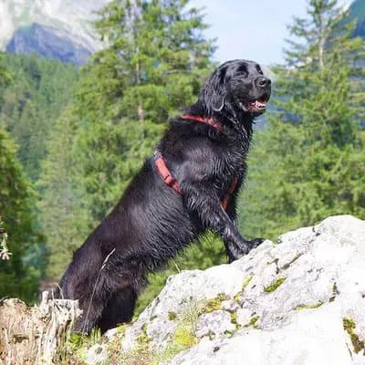 Flat Coated Retriever – Hunderasse