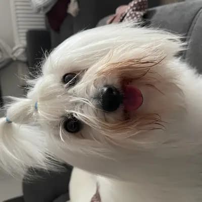 Galerie-Bild von from CotonOfHappyness  in Nordrhein-Westfalen, mit Eindrücken unserer Coton de Tulear-Zucht.