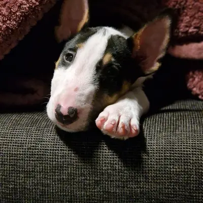 Titelbild von Miniature Bull Terrier vom Blasheimer Markt  in Nordrhein-Westfalen, Heimat unserer Miniature Bullterrier-Zucht.