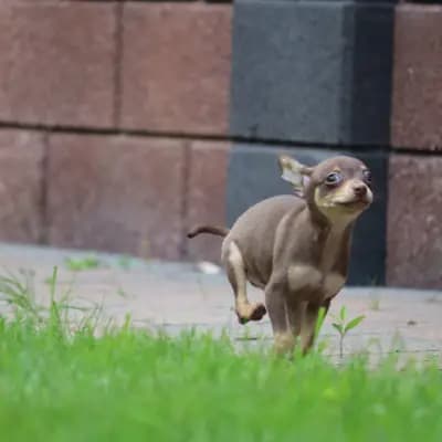Lotto – Russkiy Toy (Russischer Toy) Welpe, Niedersachsen, 由...饲养 Hundezucht "von Toy-Hit"