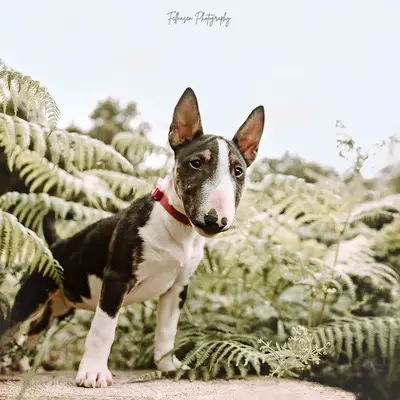 Galerie-Bild von Miniature Bull Terrier vom Blasheimer Markt  in Nordrhein-Westfalen, mit Eindrücken unserer Miniature Bullterrier-Zucht.