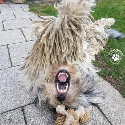 Galerie-Bild von von den Keksdieben in Baden-Württemberg, mit Eindrücken unserer Bergamasker Hirtenhund-Zucht.