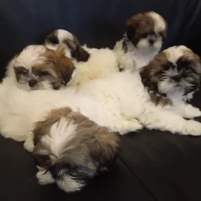 Bild aus Cotirlet Gheorghe  in Hessen, wo unsere Shih Tzu-Hunde in einer liebevollen Umgebung aufwachsen.