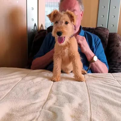 Chester vom Amur – Lakeland Terrier Welpe, Sachsen-Anhalt, 由...饲养 Lakeland Terrier vom Amur