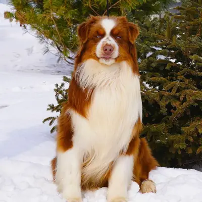 Deckrüde Australian Shepherd/Red Tri/ Blaue Augen – Australian Shepherd Welpe, Brandenburg, Raised by Naskapi Aussies