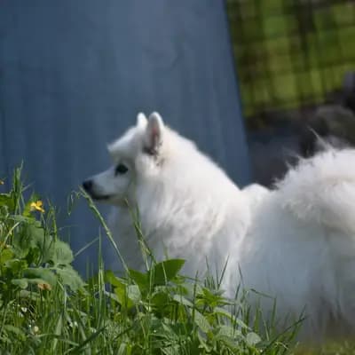 Asuna von der Haager Schlossturmspitze