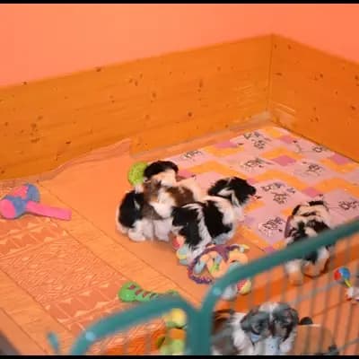 Bild aus Shih Tzu vom Eulenpark in Nordrhein-Westfalen, wo unsere Shih Tzu-Hunde in einer liebevollen Umgebung aufwachsen.