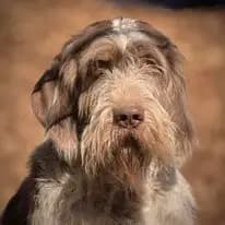 Foto von Ollie dei Morenici, einem Spinone Italiano-Elternhund in Baden-Württemberg.