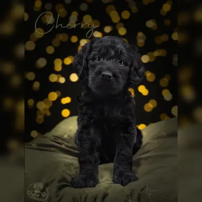 Cherry – Labradoodle Welpe, Niedersachsen, Raised by ChocoDoodle