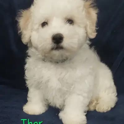 Thor – Bichon Frisé Welpe, Brandenburg, 由...饲养 Bichon Frise Zucht  "Dream Teddy's"