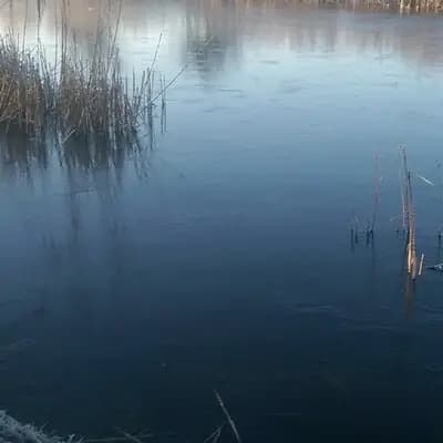 Rüde 2 – Border Collie Welpe, Mecklenburg-Vorpommern, 由...饲养 Border Collies of Little Swan Flow