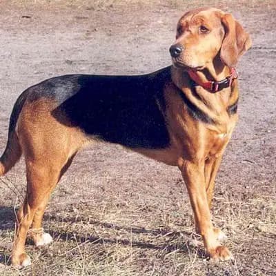Ogar polski – Hunderasse