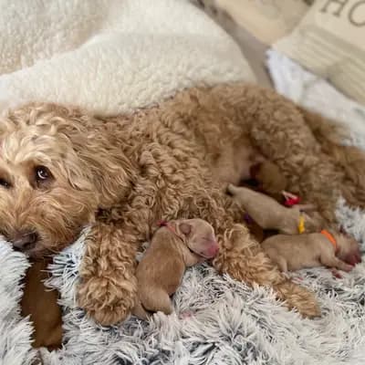 Bild aus Heart & Soul Doodles Australian Labradoodles in Nordrhein-Westfalen, wo unsere Australian Labradoodle-Hunde in einer liebevollen Umgebung aufwachsen.