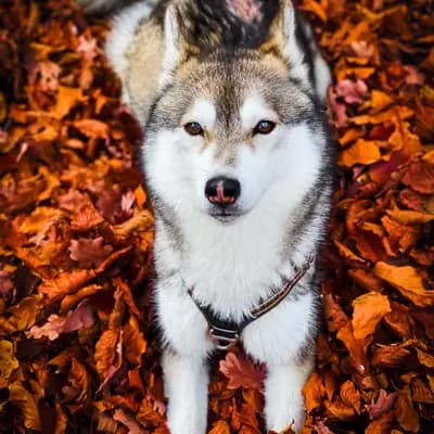 Galerie-Bild von F3 Pomsky Welpen aus privater Hundezucht in München in Bayern, mit Eindrücken unserer Pomsky-Zucht.