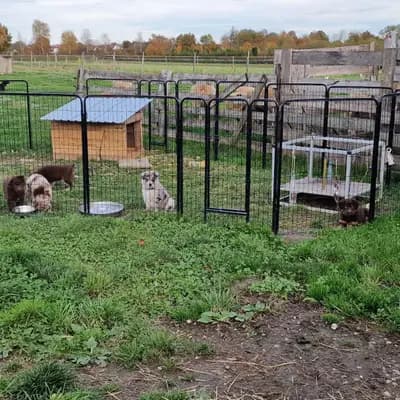 Bild aus Colorful soul in Bayern, wo unsere Australian Shepherd-Hunde in einer liebevollen Umgebung aufwachsen.