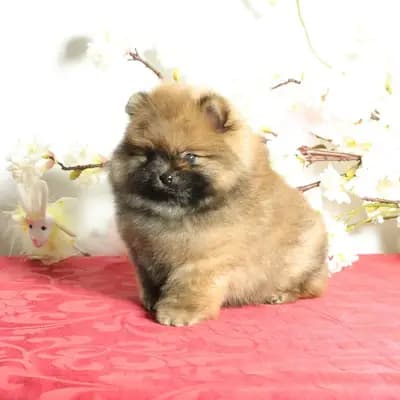 Süßer Pomeranian (Deutscher Zwergspitz) Welpe zu verkaufen – Zwergspitz Welpe, Niedersachsen, 由...饲养 Hundezucht "von Toy-Hit"