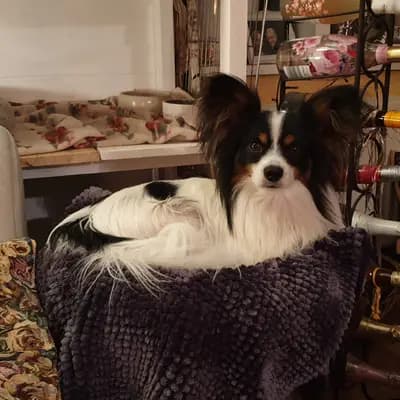 Galerie-Bild von Papillons von der Flussaue  in Niedersachsen, mit Eindrücken unserer Kontinentaler Zwergspaniel (Papillon)-Zucht.