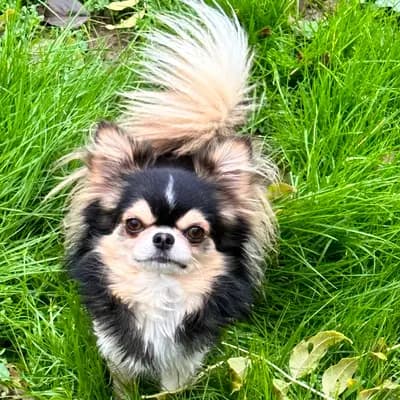 Ninja 
