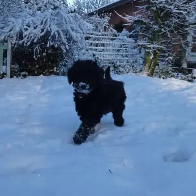 Bild aus Pudelzucht von der Jade in Niedersachsen, wo unsere Zwergpudel-Hunde in einer liebevollen Umgebung aufwachsen.
