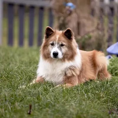 Bild aus Niemandsländer-aus-der-Rosenstadt in Baden-Württemberg, wo unsere Niemandsländer-Hunde in einer liebevollen Umgebung aufwachsen.