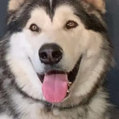B-Wurf – 伯恩山犬 Wurf, Rheinland Pfalz, 由...饲养 Berner Sennenhunde vom Geildorfer Bach