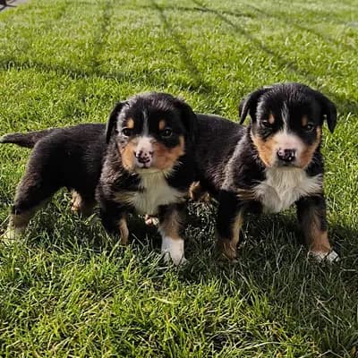 Entlebucher Appenzeller Sennenhund Welpen ( Swissydog ) – Entlebucher Sennenhund Welpe, Nordrhein-Westfalen, Criado por Dieters Hundezucht 