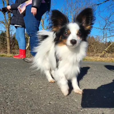 D-Wurf – Continental Toy Spaniel (Papillon) Wurf, Niedersachsen, Raised by Papillons von der Flussaue 