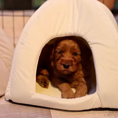 Bild aus Heart & Soul Doodles Australian Labradoodles in Nordrhein-Westfalen, wo unsere Australian Labradoodle-Hunde in einer liebevollen Umgebung aufwachsen.