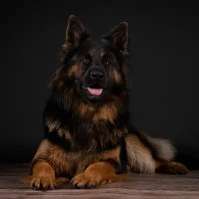 V-Wurf am 13.08.2024 – 老德国牧羊犬 Wurf, Schleswig-Holstein, 由...饲养 Altdeutsche Schäferhunde vom Kreuzkamp 