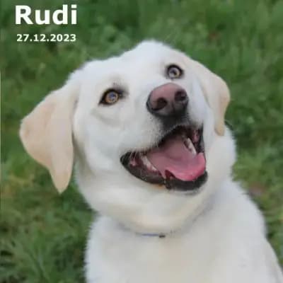 Rudi