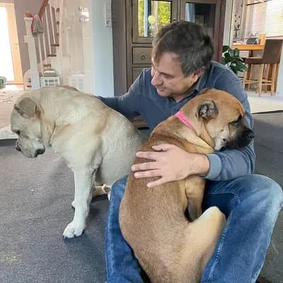 Galerie-Bild von Spanisch Companion  in Brandenburg, mit Eindrücken unserer Perro Dogo Mallorquin (Mallorca-Dogge)-Zucht.