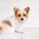 Foto der Rasse Malchi (Malteser x Chihuahua)