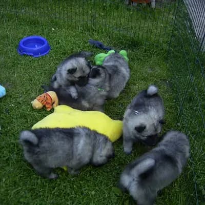 Bild aus Wolfsspitze von Klein Manhattan in Nordrhein-Westfalen, wo unsere Wolfsspitz-Hunde in einer liebevollen Umgebung aufwachsen.