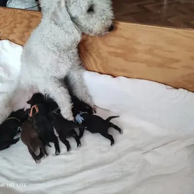 Bild aus Tiny's Stern in Hessen, wo unsere Bedlington Terrier-Hunde in einer liebevollen Umgebung aufwachsen.